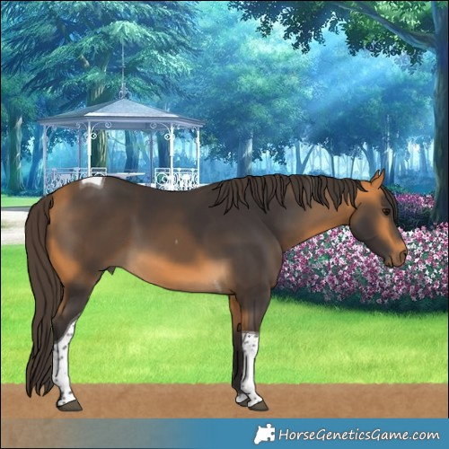 Horse Color:Buckskin Tobiano 
