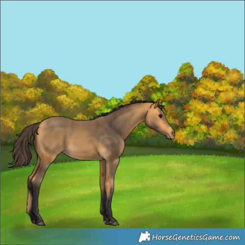 Horse Color:Buckskin 