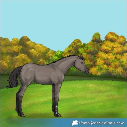 Horse Color:Smoky Grullo 