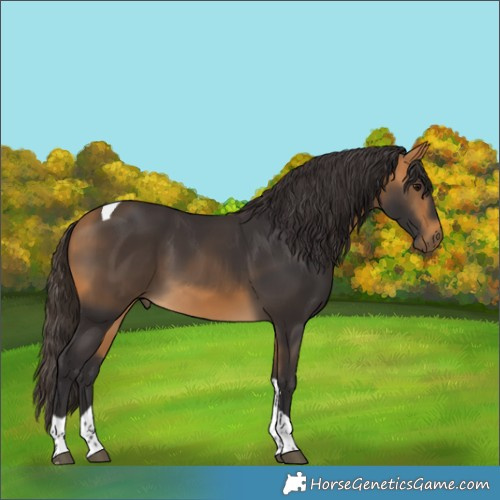 Horse Color:Buckskin Tobiano