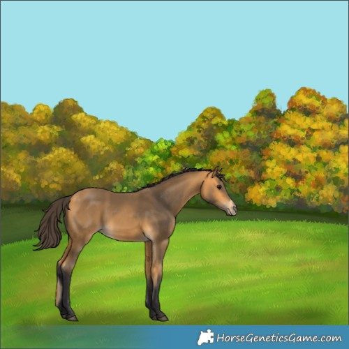 Horse Color:Buckskin 