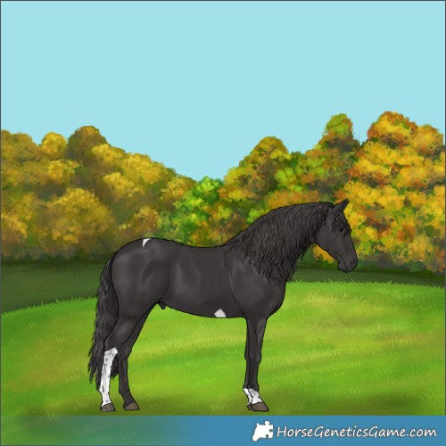 Horse Color:Smoky Black Tobiano