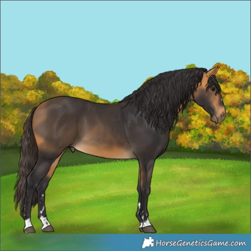 Horse Color:Buckskin