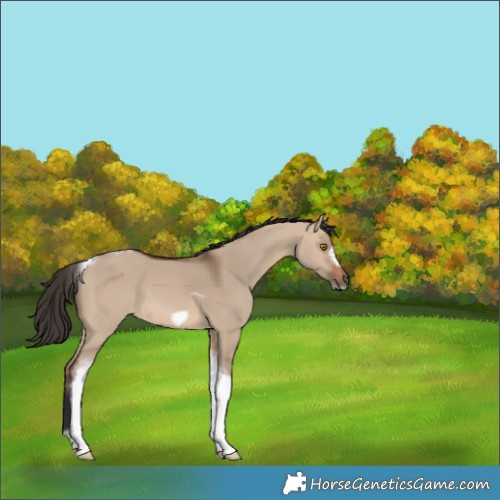 Horse Color:Bay Dun Tobiano Frame 