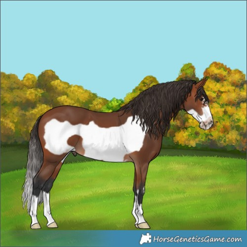 Horse Color:Bay Frame 