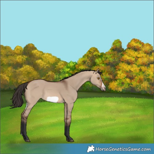 Horse Color:Bay Dun Frame 