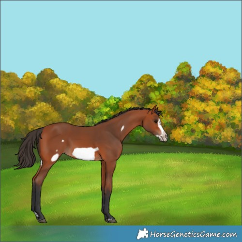 Horse Color:Bay Frame