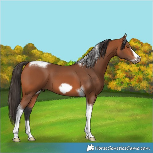 Horse Color:Bay Tobiano Frame 