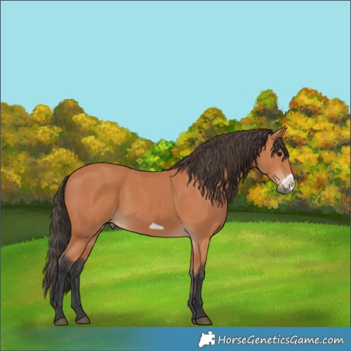 Horse Color:Bay Frame
