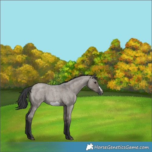 Horse Color:Grullo Roan Frame