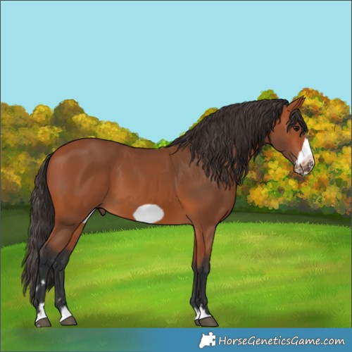Horse Color:Bay Frame 