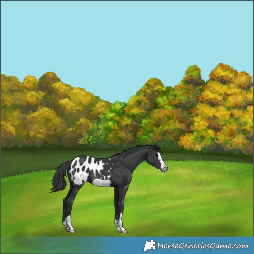 Horse Color:Black Frame Blanket