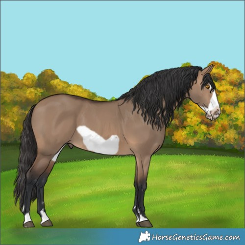 Horse Color:Brown Dun Frame