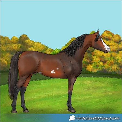 Horse Color:Bay Frame 