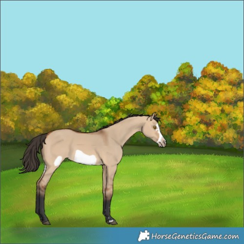 Horse Color:Bay Dun Frame 