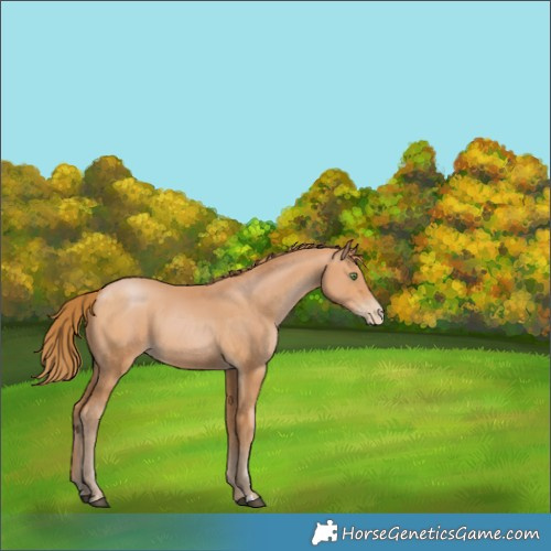 Horse Color:Bay Pearl 