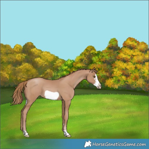 Horse Color:Black Pearl Frame