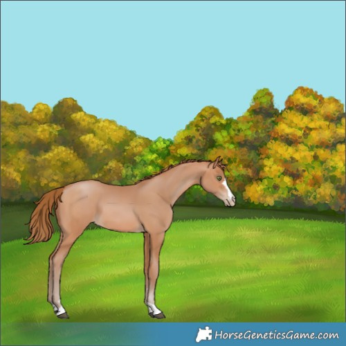 Horse Color:Brown Pearl 