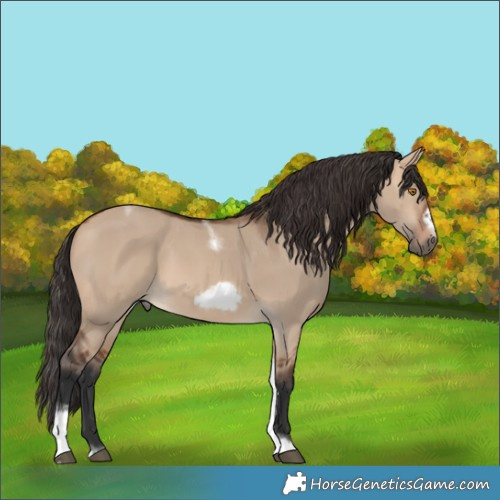 Horse Color:Bay Dun Tobiano Frame