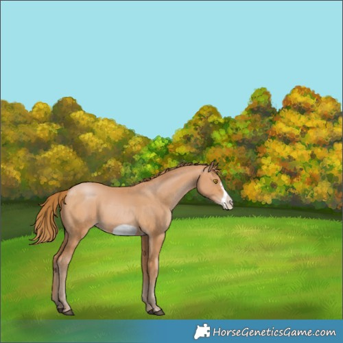 Horse Color:Bay Pearl Frame 