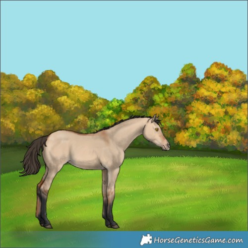 Horse Color:Bay Dun Frame 