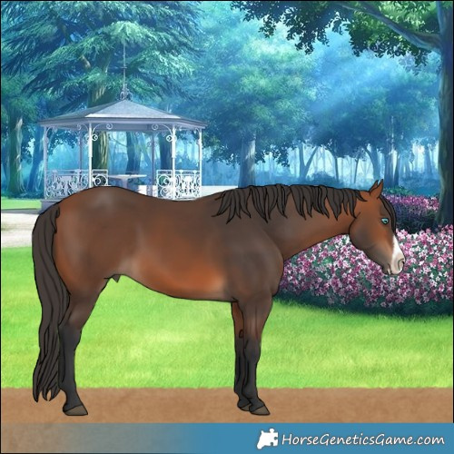 Horse Color:Bay Frame