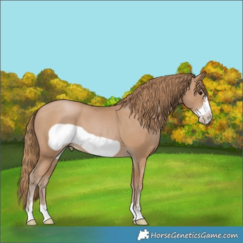 Horse Color:Black Pearl Frame