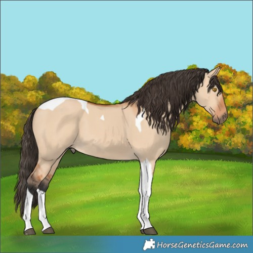 Horse Color:Bay Dun Tobiano 