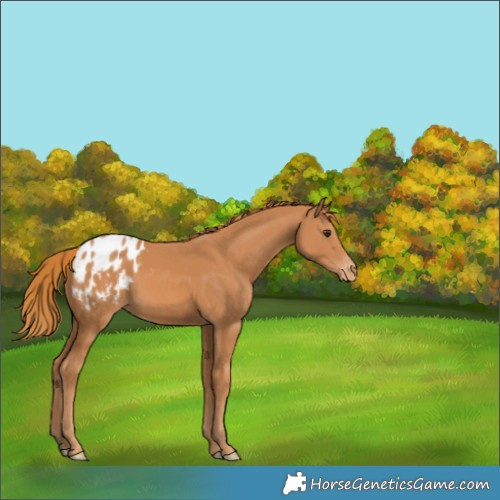 Horse Color:Chestnut Blanket