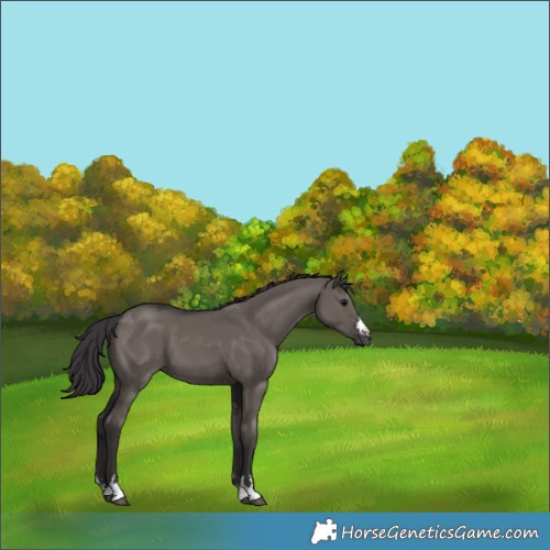 Horse Color:Smoky Grullo