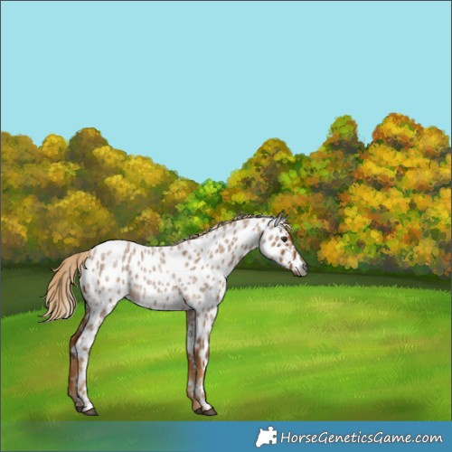 Horse Color:Gray Palomino Roan Near Leopard