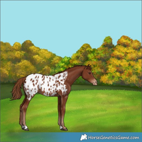 Horse Color:Chestnut Blanket