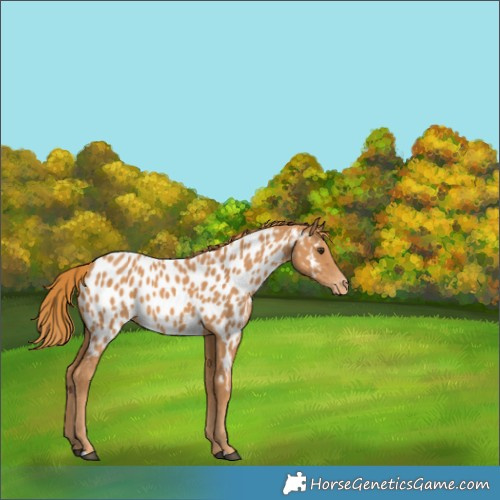 Horse Color:Chestnut Appaloosa