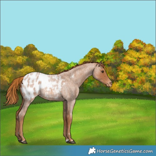 Horse Color:Red Roan Appaloosa