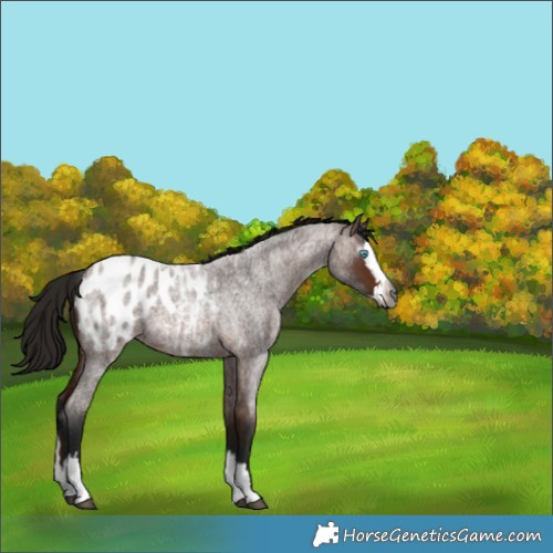 Horse Color:Gray Bay Roan Splash Appaloosa 