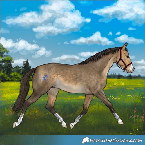 Horse Color:Buckskin Dun