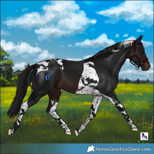 Horse Color:Gray Brown Tobiano
