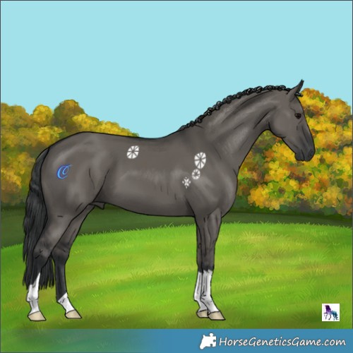 Horse Color:Grullo 
