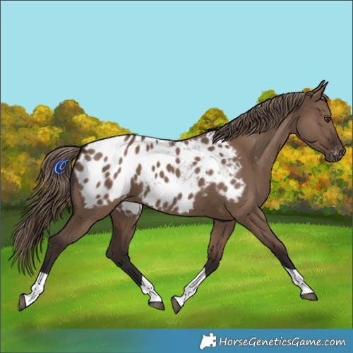 Horse Color:Liver Red Dun Tobiano Blanket 
