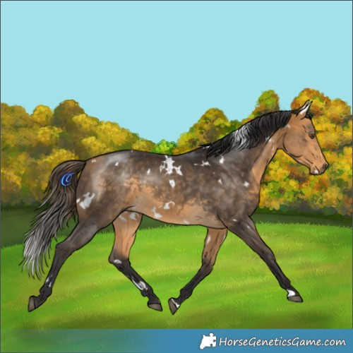 Horse Color:White Spotted Buckskin 