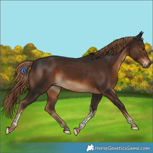 Horse Color:Gray Liver Chestnut Tobiano Rabicano 