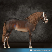 Horse Color:Gray Liver Chestnut Tobiano Rabicano