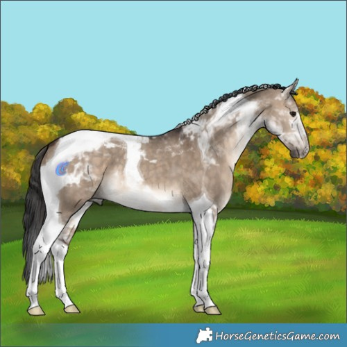 Horse Color:Bay Dun Tobiano