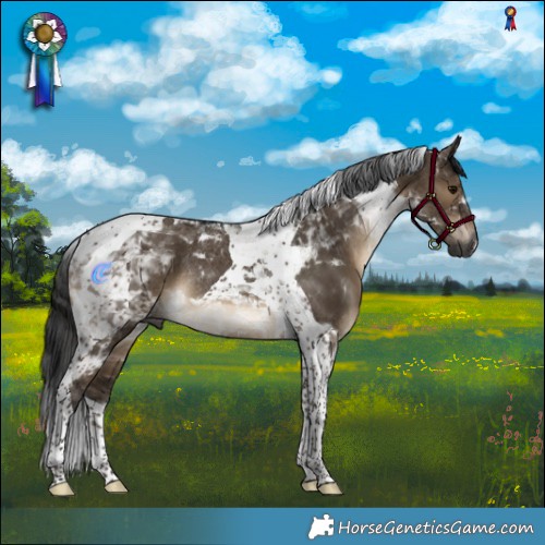 Horse Color:Gray Brown Dun Tobiano Rabicano 