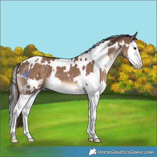 Horse Color:White Spotted Liver Red Dun Splash 