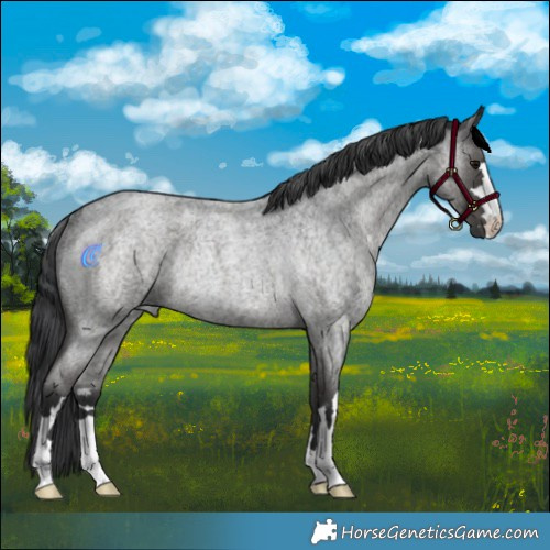 Horse Color:Blue Roan Rabicano 