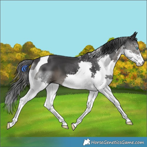 Horse Color:Black Splash Tobiano 