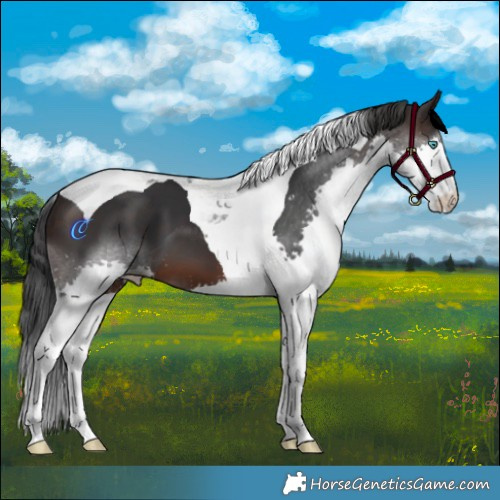 Horse Color:Brown Splash Tobiano
