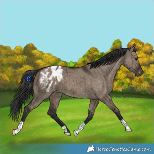 Horse Color:Brown Dun Varnish Brindle 