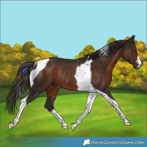 Horse Color:Liver Chestnut Tobiano Rabicano 